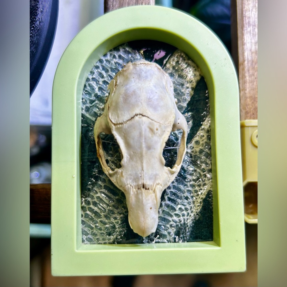 Natural Skull and snake shed magnet frame